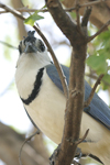 White-throated Magpie-Jay    Calocitta formosa